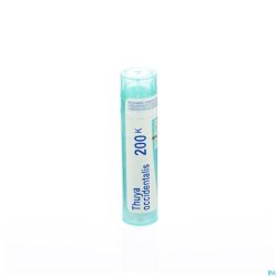 Thuya Occidentalis 200k Gr 4g Boiron