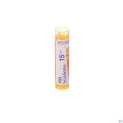 Rhus Toxicodendron 15ch Gr 4g Boiron